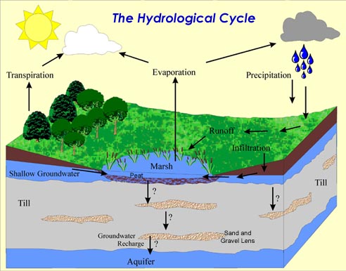 hydrologic cycle of celery bog